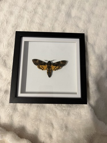Death head hawk moth - death,