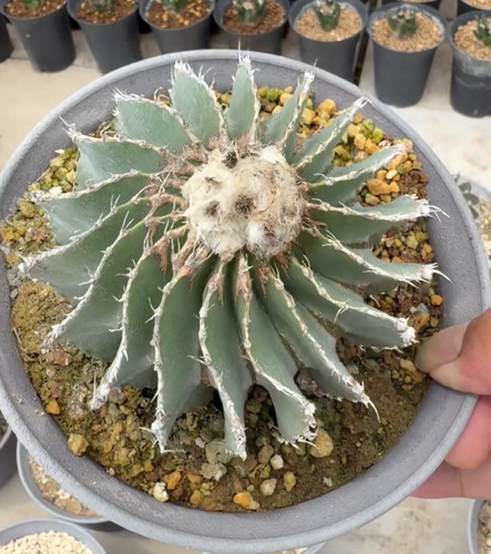 9cm random geohintonia - 9cm,