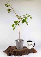 Ginkgo Bonsai Starter Tree –