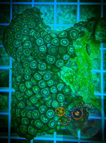 Saf 3in zoanthid - zoanthid, coral