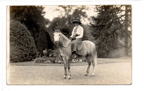 Picture postcard horse - of,