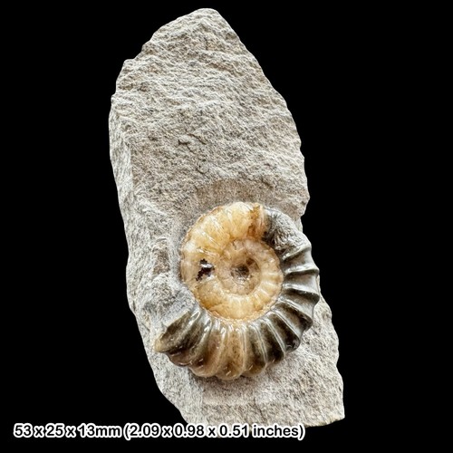 Promicroceras calcite ammonite - calcite,