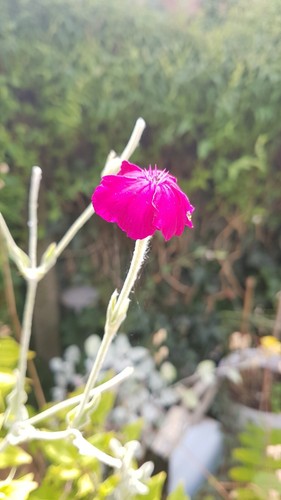 Lychnis coronaria rose campion - lychnis,