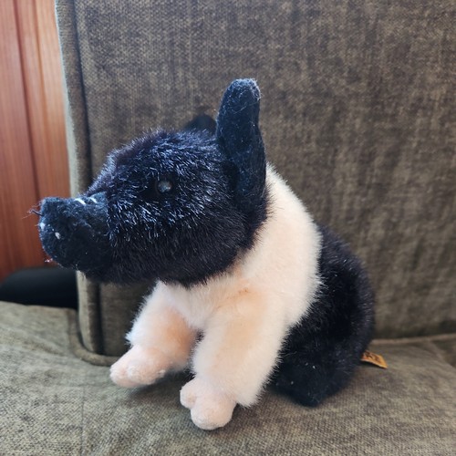 Cute little black - little, piggy