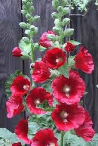 Red hollyhocks alcea seeds - red,