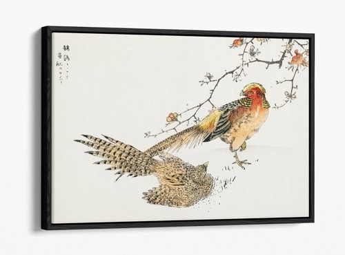 Numata kashu golden pheasant - numata,