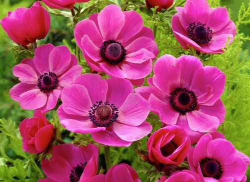 Anemone coronaria pink - 20,