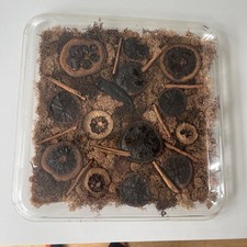 Vintage French Creations Alpac Clear Perspex Tray With Burnt Oranges/moss/etc