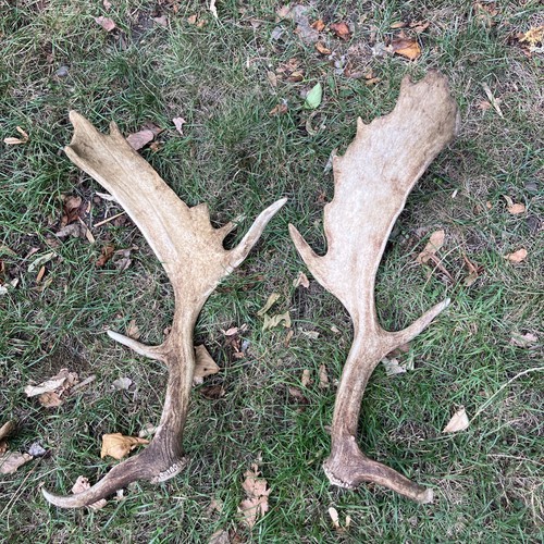 Pair fallow antlers - pair, of