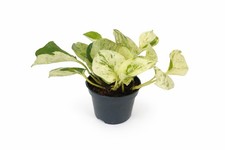 Epipremnum Happy Leaf Pothos