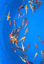 100 x 2-3" High Grade Koi Carp