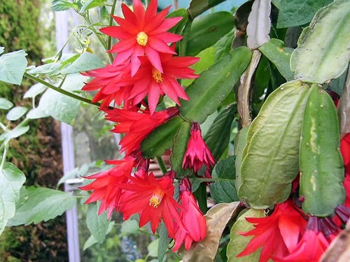 Easter cactus rhipsalidopsis - cactus, |