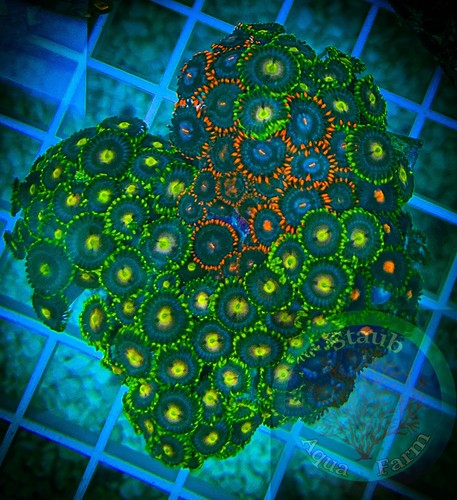 Saf 2 5 in - in, zoanthid