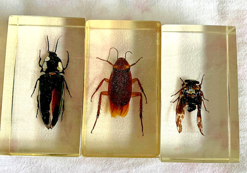 Insect resin taxidermy - resin,