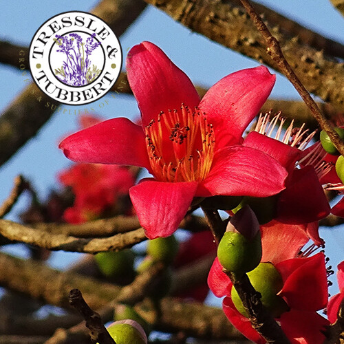 Rare bombax ceiba redwood - rare,