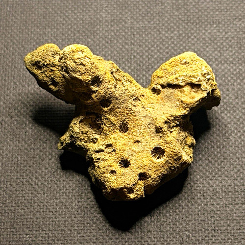 Genuine fossil bryozoan - genuine,