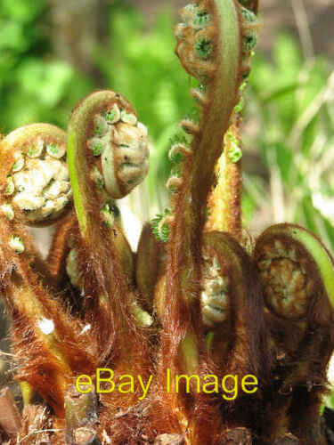 Photo 6x4 tree - tree, (dicksonia