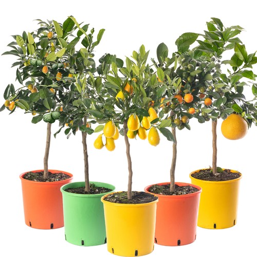 Assorted indoor citrus trees - citrus,