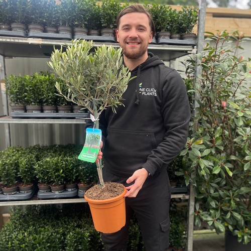 Olive tree olea - olive, |