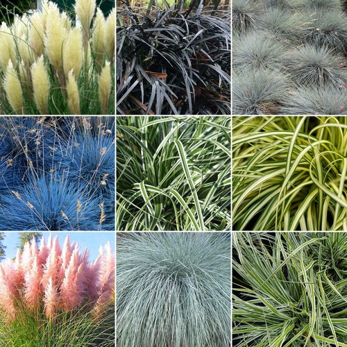 Mixed grasses evergreen - mixed,