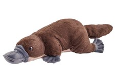 DUCK BILLED PLATYPUS WILD