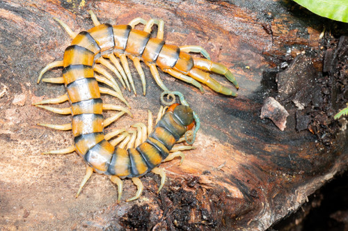 Scolopendra polymorpha - scolopendra,