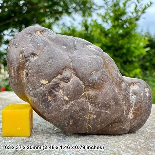 Rare fossil crab eocene red - rare,
