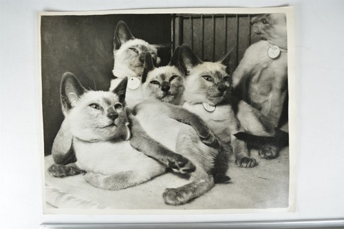 Siamese kittens seal - 5,