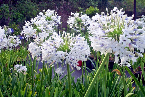 Agapanthus white flower - white,