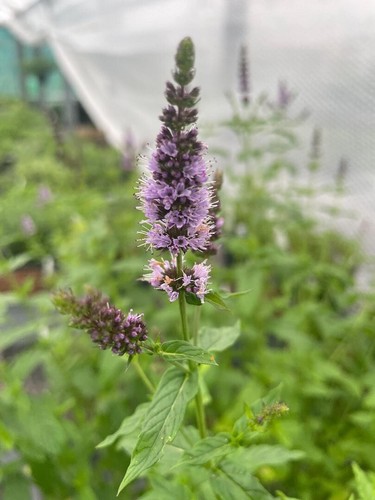 Best british mint - x, of