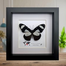 Framed hypolimnas anthedon