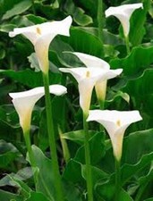 50 x Zantedeschia Aethiopica