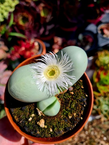 Argyroderma testiculare var