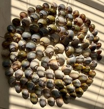 120 Small Florida Apple Snail