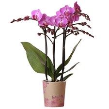 Orchid Phalaenopsis Vienna Moth Orchid Real Indoor Office House Plant in Pot