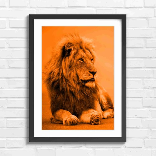Regal male lion - male,