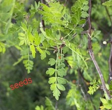 Bursera laxiflora eeds - bursera,