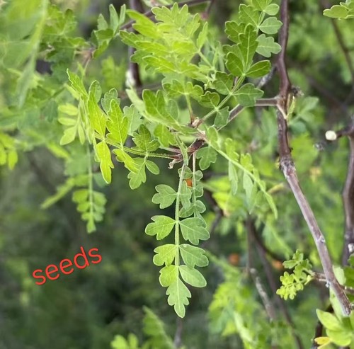 Bursera laxiflora eeds - laxiflora, s