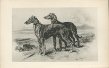 DEERHOUND DOGS RARE ANTIQUE 1893 BOOKPLATE DOG ART PRINT Artist ARTHUR WARDLE