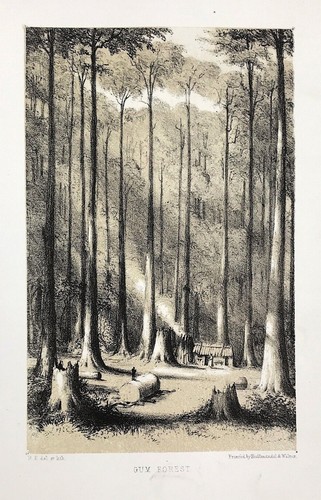 Gum forest 1854 after robert - 1854,