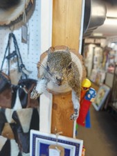 Taxidermy Shoulder Mount Squirrel Wall Mount Rude