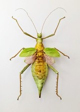 Entomology Taxidermy 