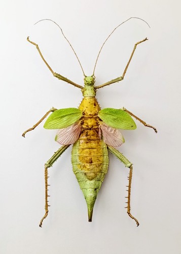 Entomology taxidermy - entomology,