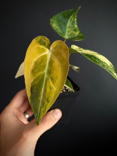 Anthurium papillilaminumhb var - papillilaminumhb,