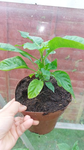Bangladeshi kala naga - 1x,
