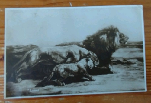 Lion postcard painting - lion, postcard,