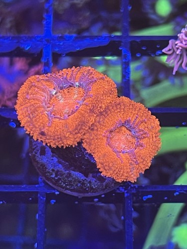 Reb acan coral frag live - -,