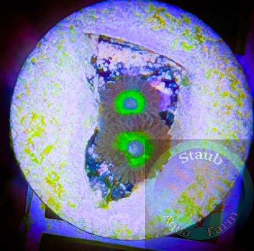 Saf blue eyed zoanthid - eyed, coral