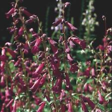 Penstemon Blackbird Perennial Plant x 3 Pack - 5cm Plug Plants - FREE Postage