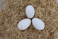 Chinese Goose Eggs
